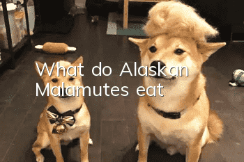 What do Alaskan Malamutes eat?