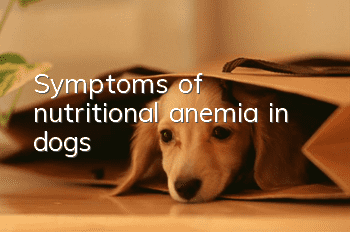 Symptoms of nutritional anemia in dogs