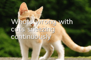 What’s wrong with cats sneezing continuously?