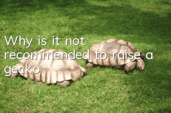Why is it not recommended to raise a gecko?
