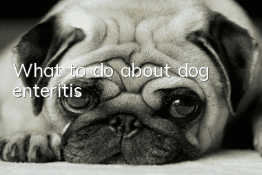 What to do about dog enteritis