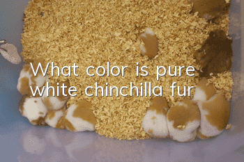 What color is pure white chinchilla fur?