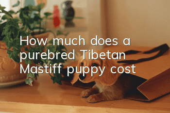 How much does a purebred Tibetan Mastiff puppy cost?