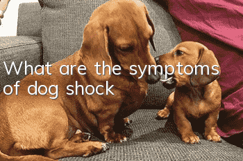 What are the symptoms of dog shock?