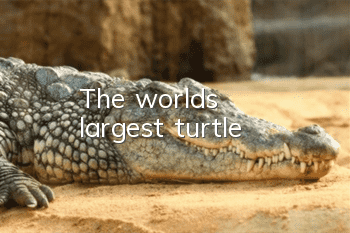 The world's largest turtle