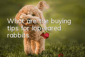 What are the buying tips for lop-eared rabbits?