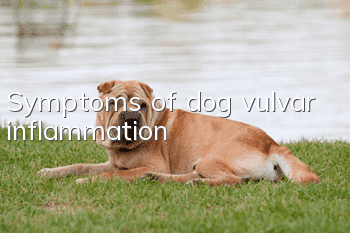 Symptoms of dog vulvar inflammation