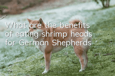 What are the benefits of eating shrimp heads for German Shepherds?