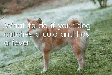 What to do if your dog catches a cold and has a fever