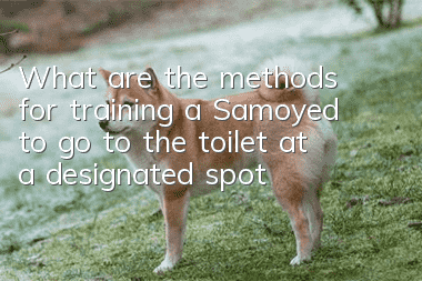 What are the methods for training a Samoyed to go to the toilet at a designated spot?