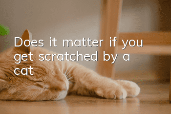 Does it matter if you get scratched by a cat?