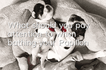 What should you pay attention to when bathing your Papillon?