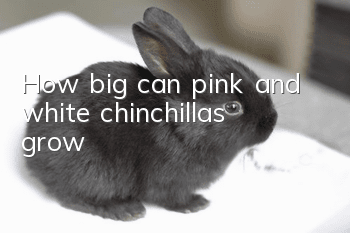 How big can pink and white chinchillas grow?