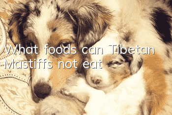 What foods can Tibetan Mastiffs not eat?