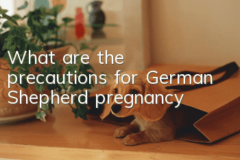 What are the precautions for German Shepherd pregnancy?