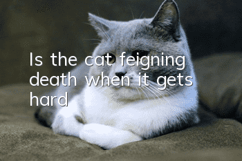 Is the cat feigning death when it gets hard?