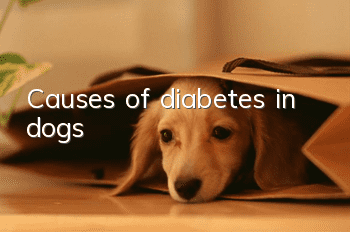 Causes of diabetes in dogs