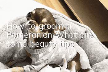 How to groom a Pomeranian? What are some beauty tips?