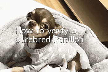 How to verify a purebred Papillon?
