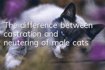 The difference between castration and neutering of male cats