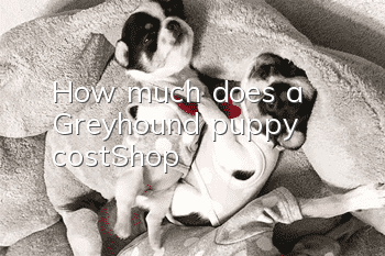 How much does a Greyhound puppy cost_Shop