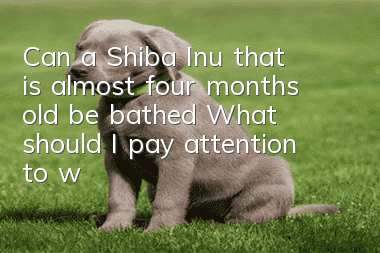 Can a Shiba Inu that is almost four months old be bathed? What should I pay attention to when taking a bath?