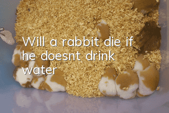 Will a rabbit die if he doesn't drink water?