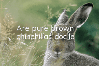 Are pure brown chinchillas docile?