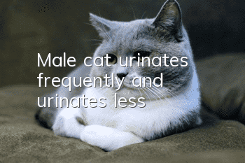 Male cat urinates frequently and urinates less