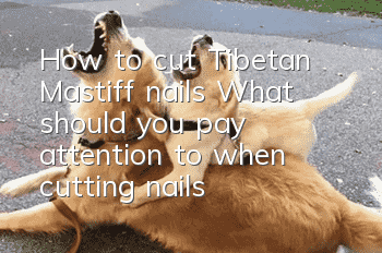 How to cut Tibetan Mastiff nails? What should you pay attention to when cutting nails?
