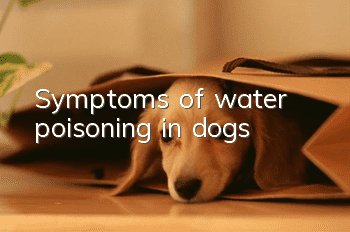 Symptoms of water poisoning in dogs