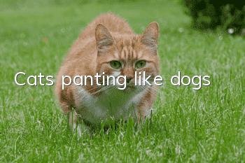 Cats panting like dogs