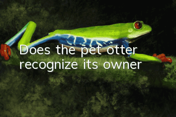 Does the pet otter recognize its owner?