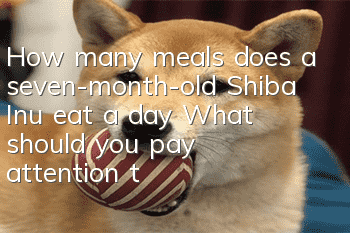 How many meals does a seven-month-old Shiba Inu eat a day? What should you pay attention to when feeding a puppy?