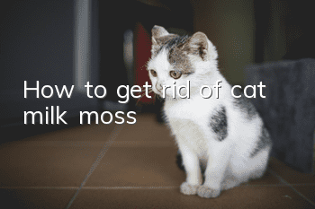 How to get rid of cat milk moss