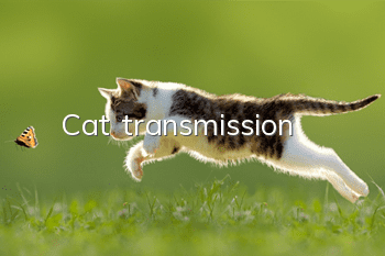 Cat transmission