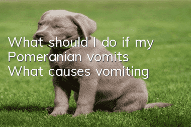 What should I do if my Pomeranian vomits? What causes vomiting?