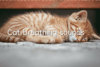 Cat breathing sounds