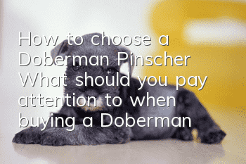 How to choose a Doberman Pinscher? What should you pay attention to when buying a Doberman Pinscher?