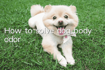 How to solve dog body odor