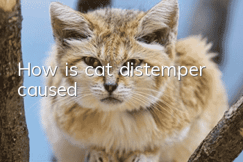 How is cat distemper caused?