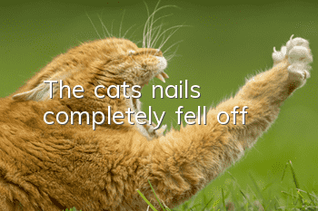 The cat's nails completely fell off