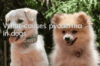 What causes pyoderma in dogs?