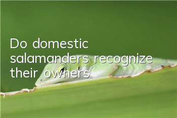 Do domestic salamanders recognize their owners?
