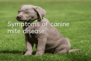 Symptoms of canine mite disease