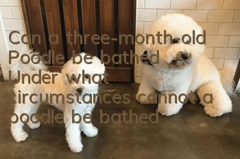 Can a three-month-old Poodle be bathed? Under what circumstances cannot a poodle be bathed?