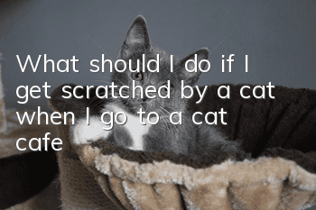 What should I do if I get scratched by a cat when I go to a cat cafe?