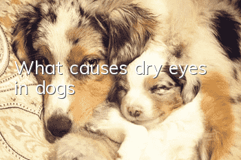 What causes dry eyes in dogs?