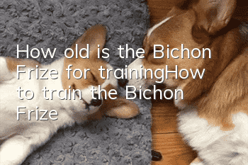 How old is the Bichon Frize for training_How to train the Bichon Frize