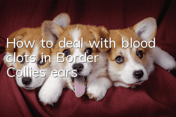 How to deal with blood clots in Border Collie’s ears?